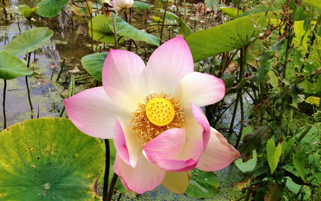 lotus flower